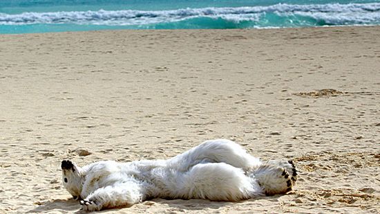 Demonstracja podczas Szczytu Klimatycznego w Meksyku
