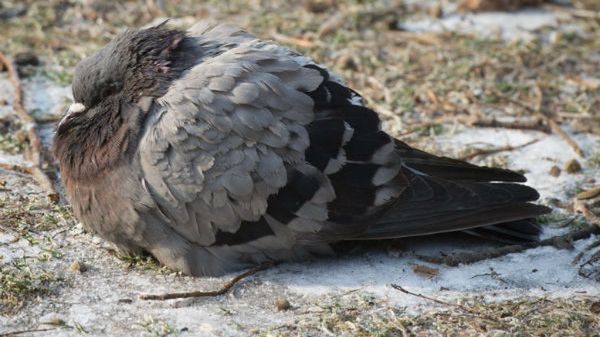 Wszyscy już czekają już na wiosnę