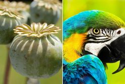 Papugi pustoszą plantacje maku. Są uzależnione od opium