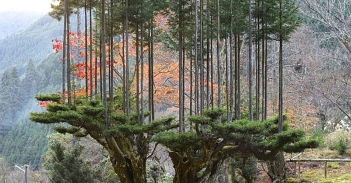 Technology from Japan to Collect Wood without Cutting Down Trees