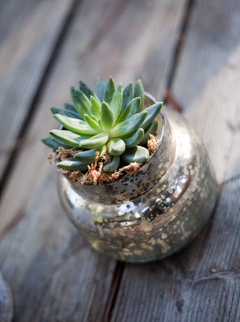 Succulent In A Jar