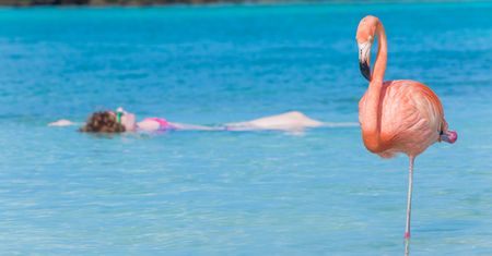 Nietypowe plaże. Tutaj spotkasz świnie, flamingi czy żółwie