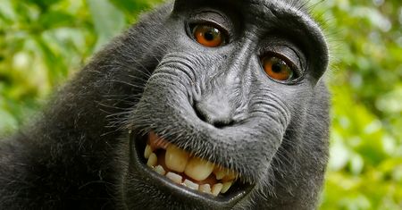 Małpa dostanie prawo autorskie do selfie? Trwa proces