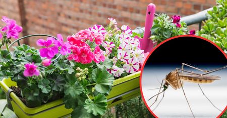 Balkony z tymi roślinami komary omijają z daleka. Posadź je między kwiaty