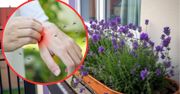 Kompozycja roślin odstraszających komary na balkony i tarasy