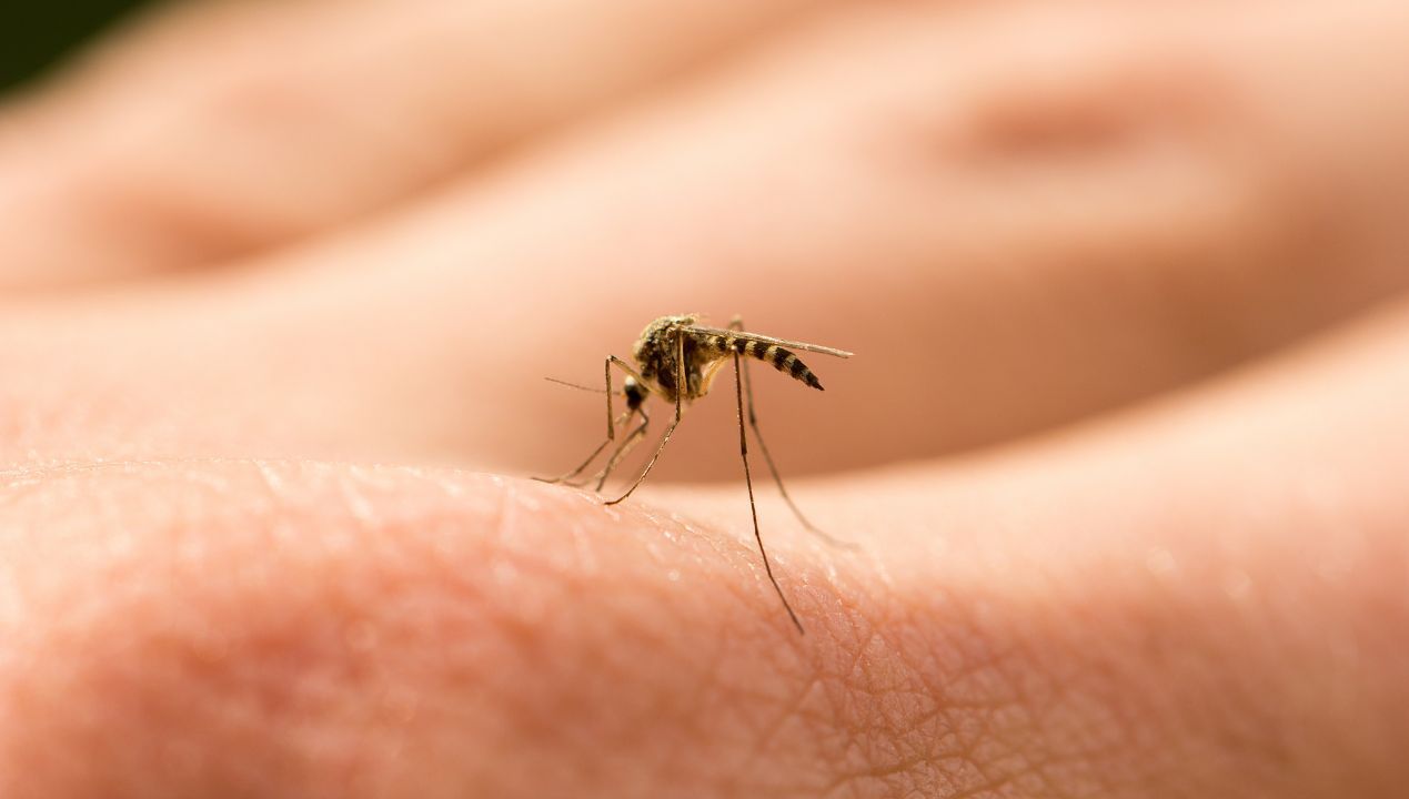 5 przypadków, kiedy przyciągasz do siebie więcej komarów niż inni