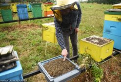 Małopolska. Padło 3,5 mln pszczół. Prawdopodobnie zostały otrute