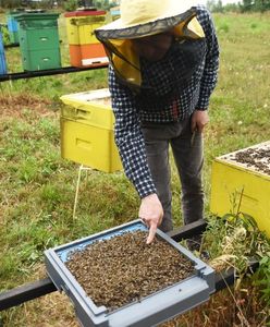 Małopolska. Padło 3,5 mln pszczół. Prawdopodobnie zostały otrute