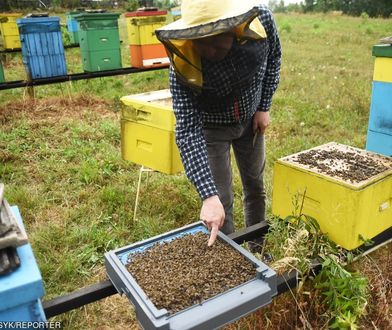 Małopolska. Padło 3,5 mln pszczół. Prawdopodobnie zostały otrute
