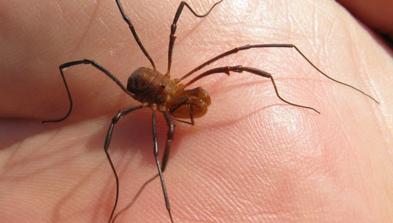 pająk żniwiarz fot. JonRichfield, CC BY-SA 3.0, via Wikimedia Commons