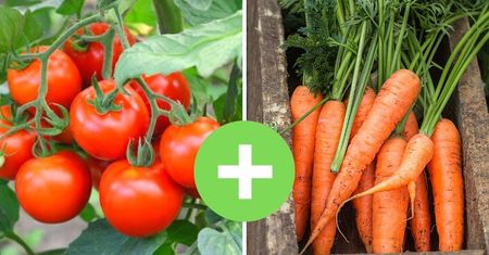 7 najpopularniejszych warzyw w ogródku ma swoje ulubione sąsiedztwo dla lepszych plonów
