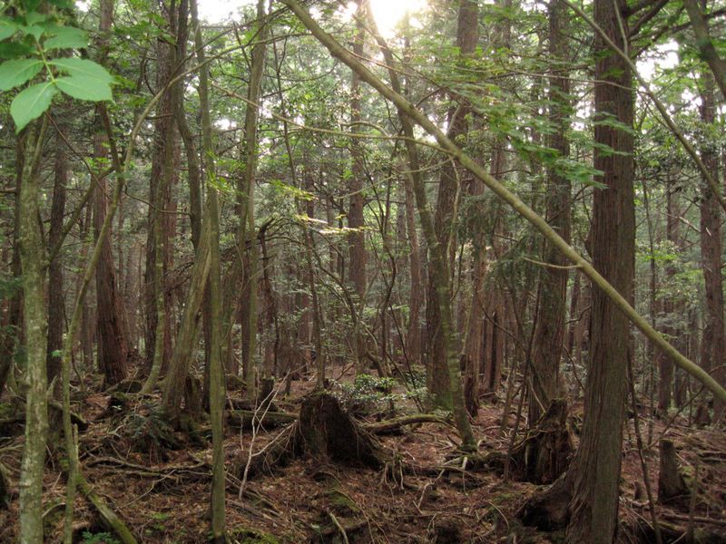 Las Aokigahara 