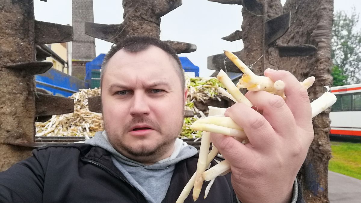 Polacy coraz rzadziej wybierają pracę przy szparagach. Chętni są mieszkańcy innych krajów, ale to nie ratuje sytuacji na zbiorach
