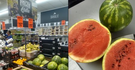 Internauci poszukują arbuzodyni. Tymczasem taka krzyżówka jest niespotykana