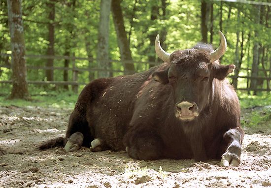 Białowieski Park Narodowy powiększa terytorium