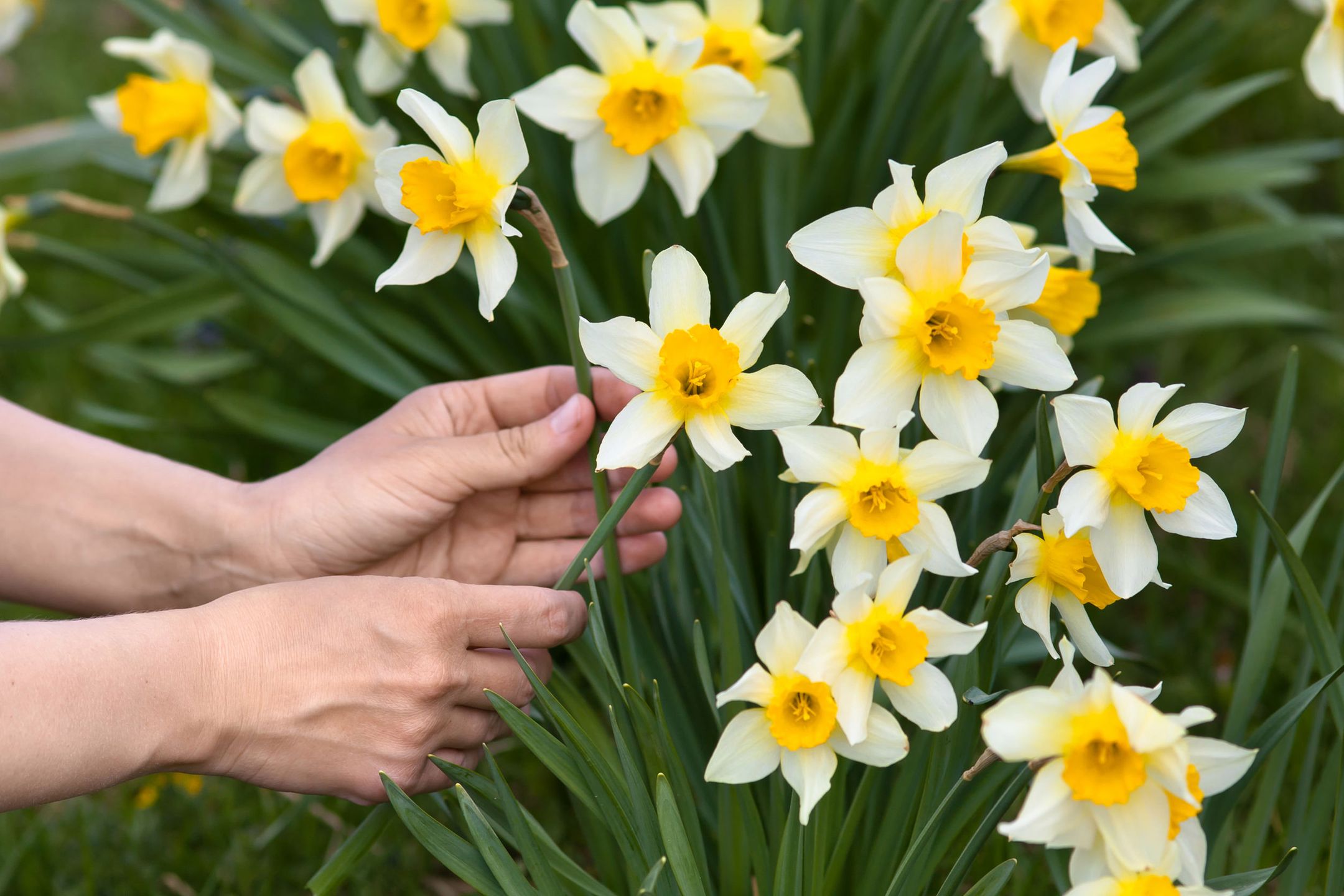 closeup of hands picking narcissus flowers in the garden 