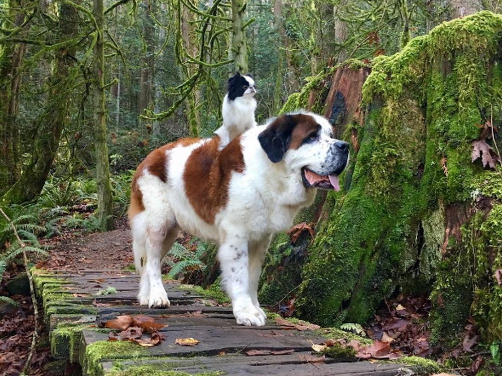 Kumple na śmierć i życie. Wszędzie chodzą razem