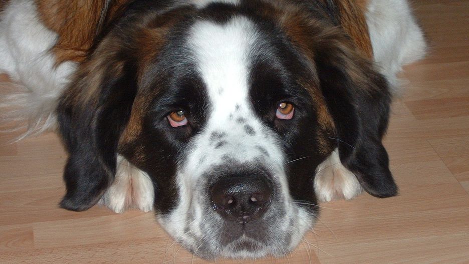 Policjanci przekazali psa fundacji zajmującej się zwierzętami