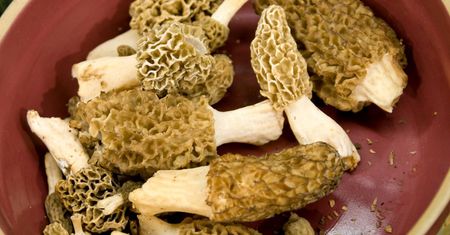 Grzybiarze zacierają ręce. W lasach pojawiły się cenne grzyby