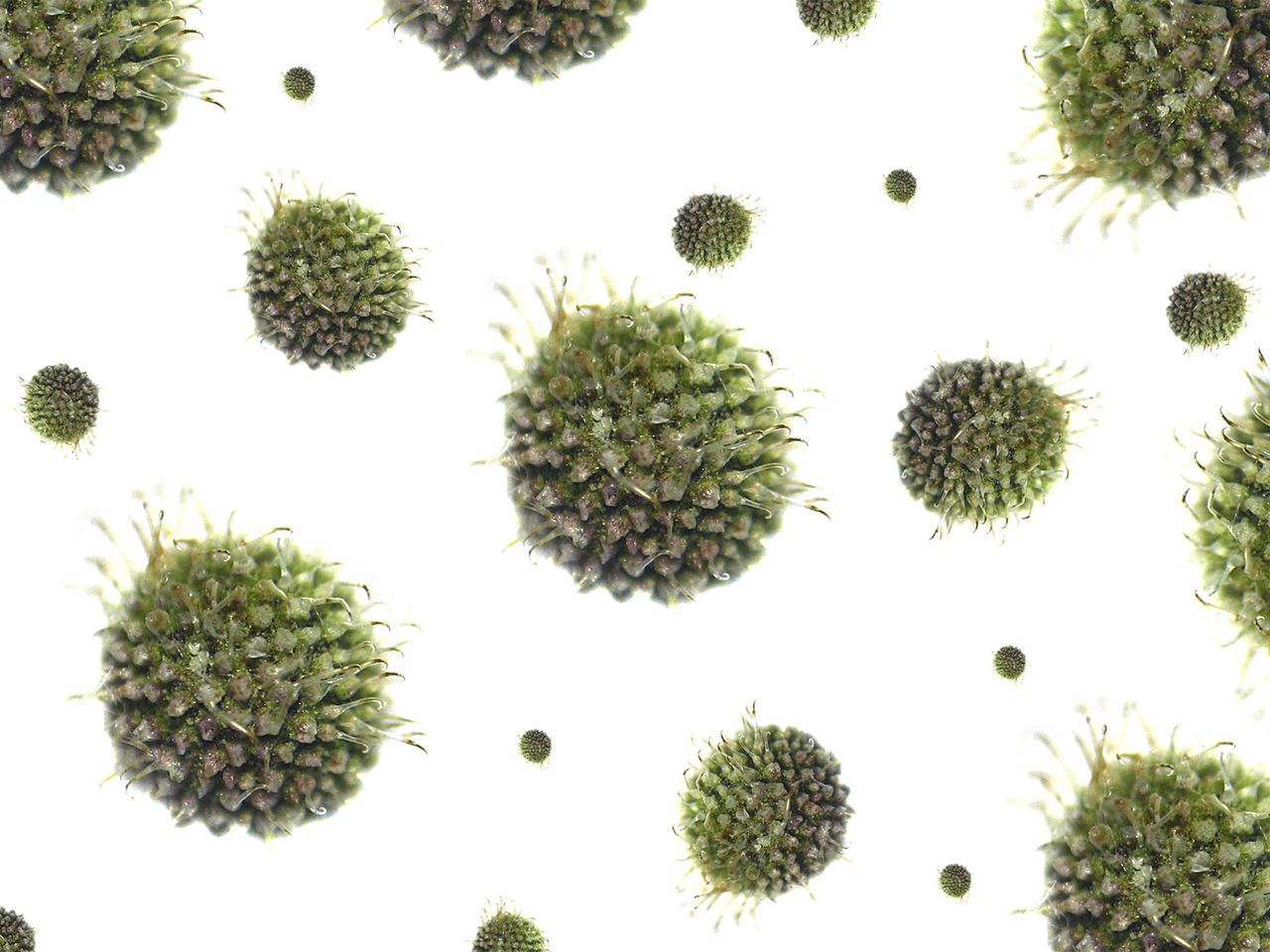 Zagrożenia w sierpniu - wysyp botnetów &quot;zrób to sam&quot;