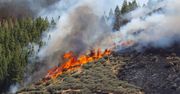 Gran Canaria. Ogromny pożar hiszpańskich lasów. Trwa walka z żywiołem