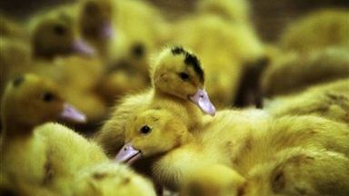 Ptasia grypa dotarła do Europy