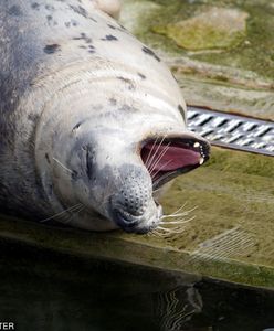 Martwe foki nad Bałtykiem powrócą. Rybacy są jeszcze bardziej wkurzeni