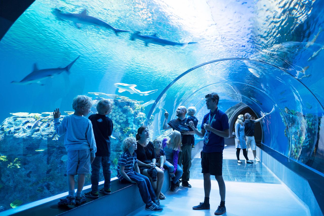 Oceanarium w Polsce. Sprawdź, gdzie można zobaczyć rekiny