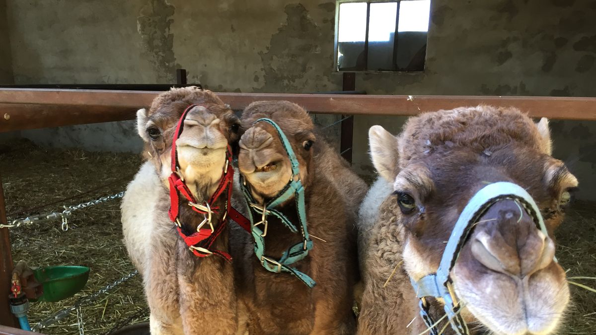 Ta pchająca się do obiektywu trójka urodziła się już w Saniach na Dolnym Śląsku. 