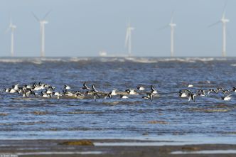 Francja stawia na energię z wiatru. Farma wiatrowa powstanie u wybrzeży Normandii