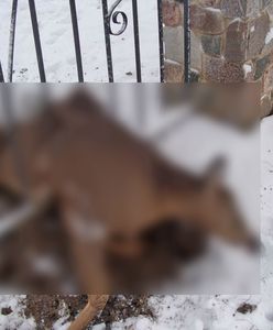 Sarna zaklinowała się w ogrodzeniu. Oto jak zwierzęta reagują na fajerwerki