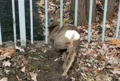 Młoda sarna ugrzęzła w ogrodzeniu. Chciała powędrować w stronę Bemowa