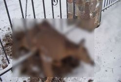 Sarna zaklinowała się w ogrodzeniu. Oto jak zwierzęta reagują na fajerwerki