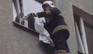 Kot zaklinował się w oknie. Na pomoc ruszyli strażacy [WIDEO]