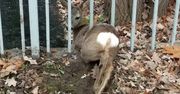Młoda sarna ugrzęzła w ogrodzeniu. Chciała powędrować w stronę Bemowa