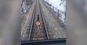 Szwajcarskie pociągi się nie spóźniają. Jednak tym razem było inaczej