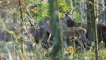 Te sarenki uszły z życiem