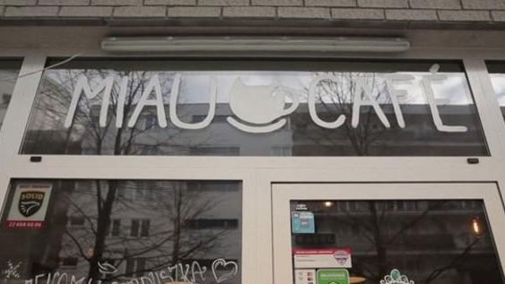 Pierwsza kocia kawiarnia w Warszawie 