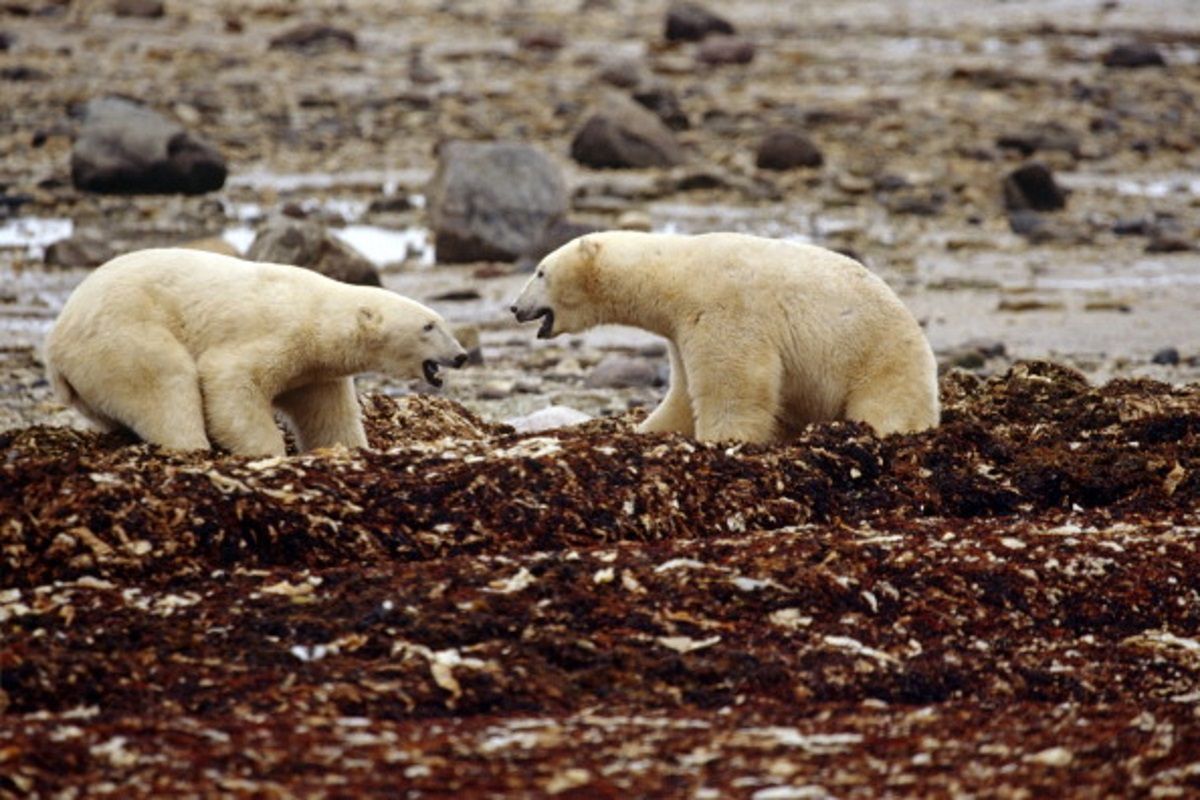 Niepokojące zachowanie niedźwiedzi polarnych. To przez globalne ocieplenie