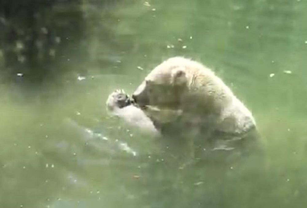 Niedźwiedź polarny "próbuje ożywić" swój obiad