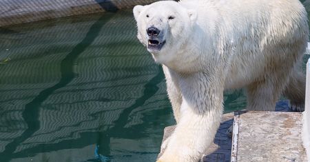 Niedźwiedzie polarne zagrożone wyginięciem