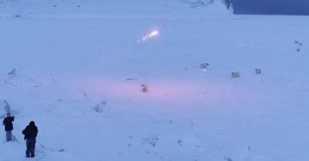 Rosja. Inwazja niedźwiedzi polarnych. Ludzie boją się o swoje życie