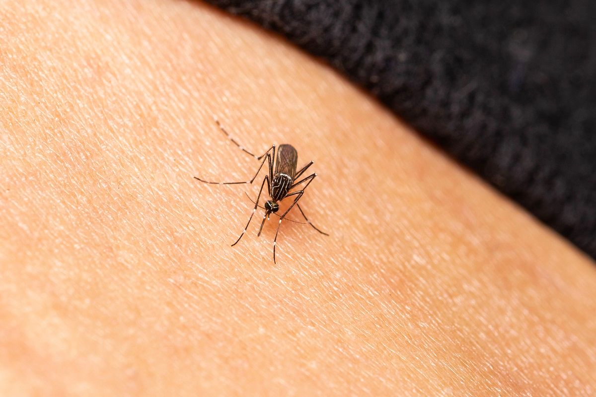 Jak zrobić domowy sprej na komary? Fot. Getty Images