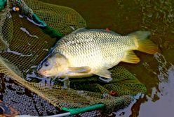 Małe i z zagranicy. Takie w tym roku kupiliśmy karpie