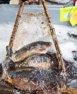 Nie wszystkie sklepy rezygnują ze sprzedaży żywych karpi. W jednej sieci go kupimy