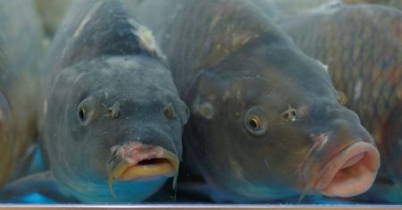 Karp smażony na wigilię Bożego Narodzenia. Przepis na rybę