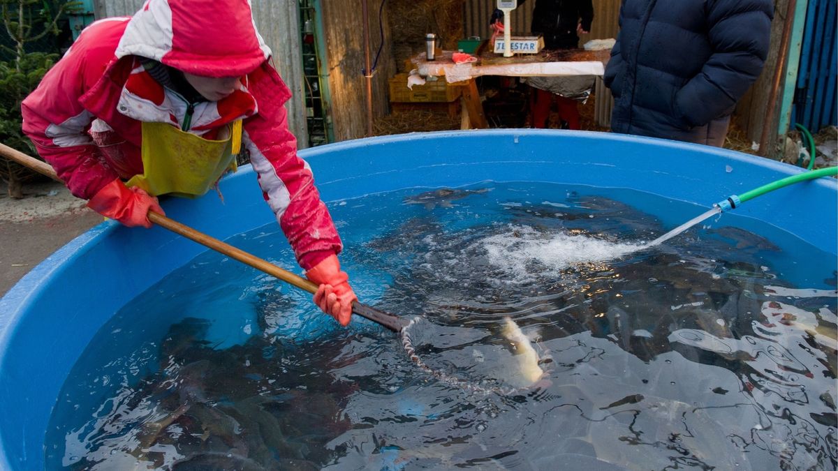 Każdy sklep zapewnia, że sprzedaje polskiego karpia , a tak naprawdę, co piąta ryba pochodzi z importu.