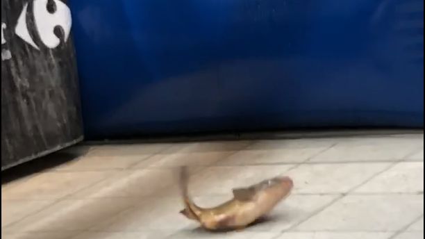 Karp na podłodze? W sklepach Carrefour zaczyna to wyglądać na normę.