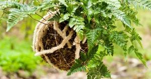 Kokedama – japoński pomysł na rośliny w domu