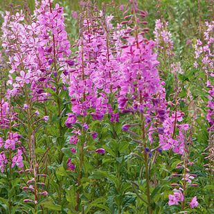 Smak: pieprzny i gorzki.
Najlepiej smakuje w formie kisielu.